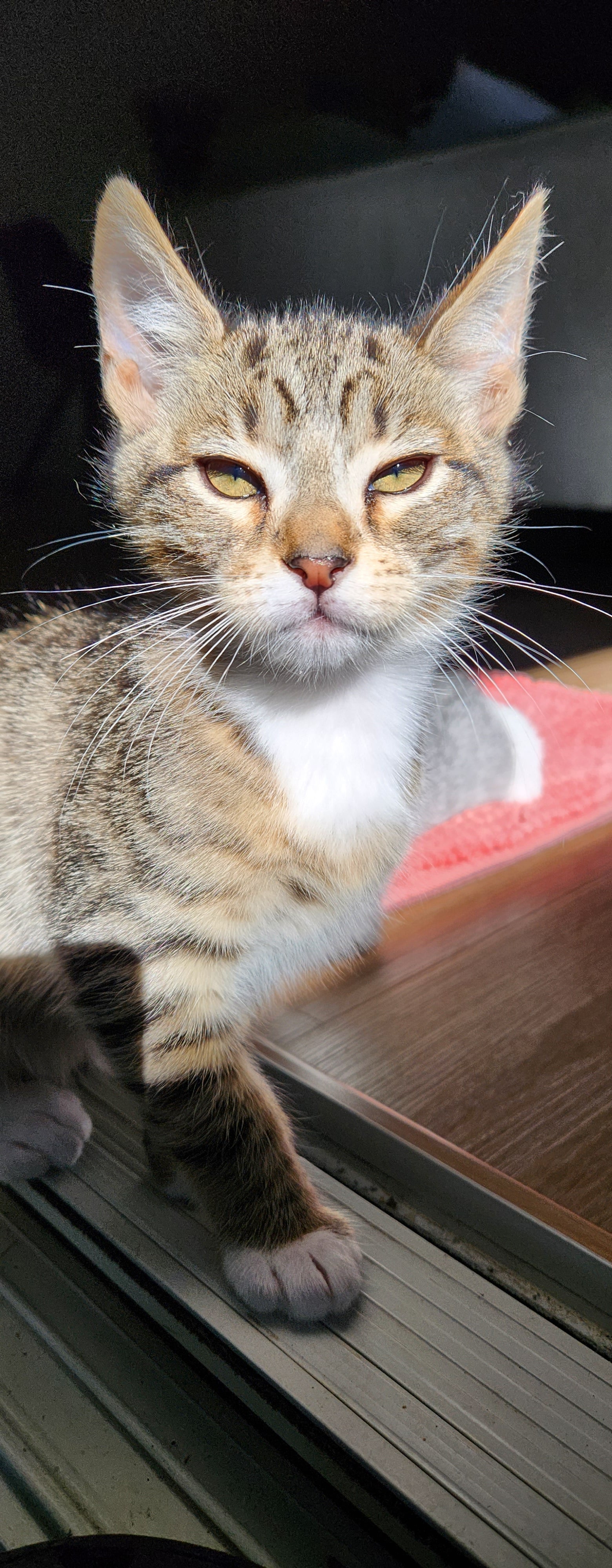 Every cat has a story to tell